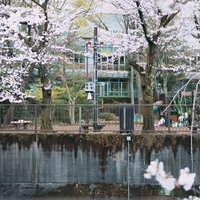 石神井川沿いに満開の桜が咲く板橋区立加賀公園の写真