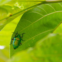 葉の裏に隠れるナナホシキンカメムシの写真