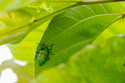 緑の葉に隠れるナナホシキンカメムシの接写