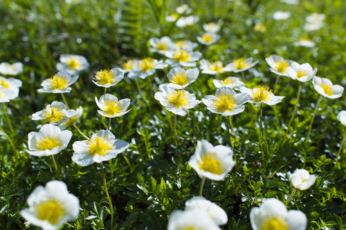 陽光を受けて咲くチングルマ