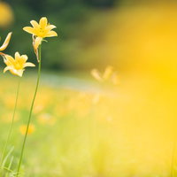 養蜂家が巣枠を扱う作業場とミツバチの群れの写真