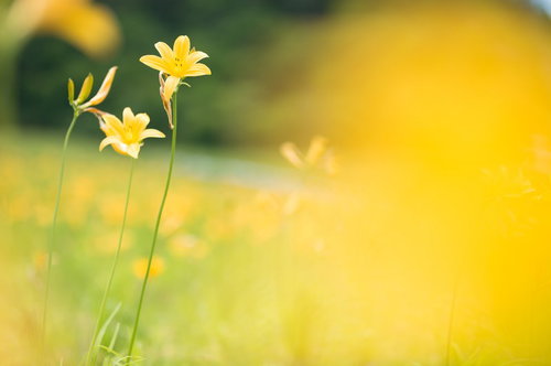養蜂家が巣枠を扱う作業場とミツバチの群れ