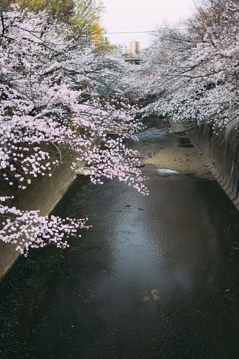 石神井川の両岸に満開の桜並木が咲き誇り、川面に桜が映り込む春の風景