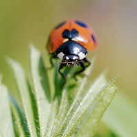 緑の葉に止まるナナホシテントウの接写の写真