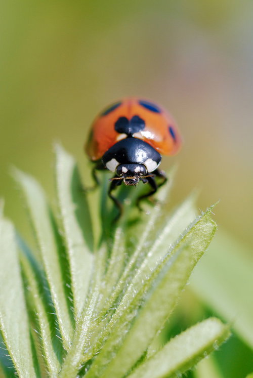 緑の葉に止まるナナホシテントウの接写