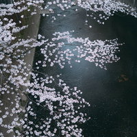 石神井川に散った桜の花びらの写真