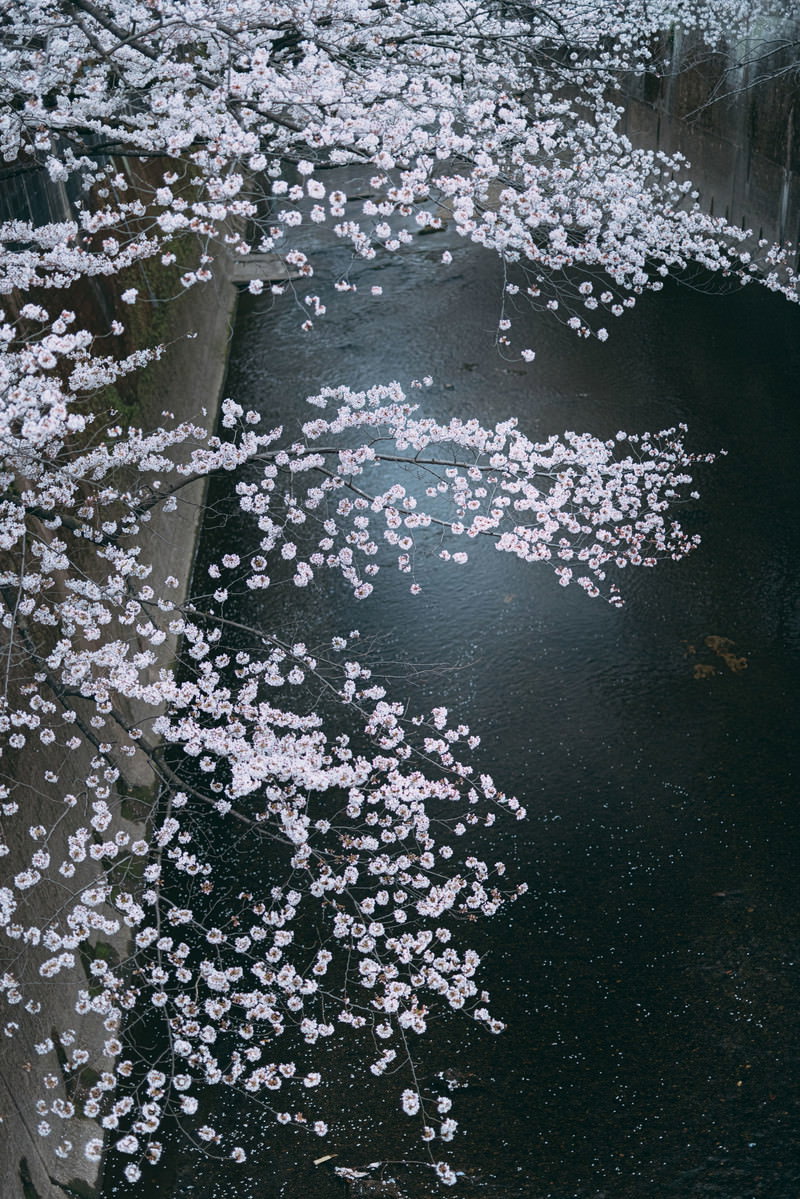 暗い河川の水面に散った桜の花びらが無数に浮かんでいる様子