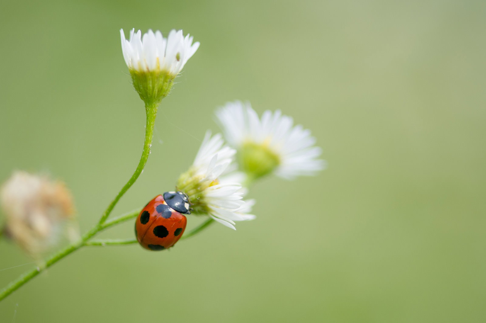 白い花に向かって緑の茎を登るナナホシテントウムシ