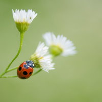 白い花を目指して茎を登るナナホシテントウの写真