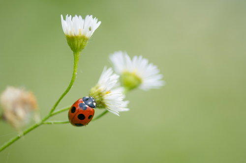 白い花を目指して茎を登るナナホシテントウ