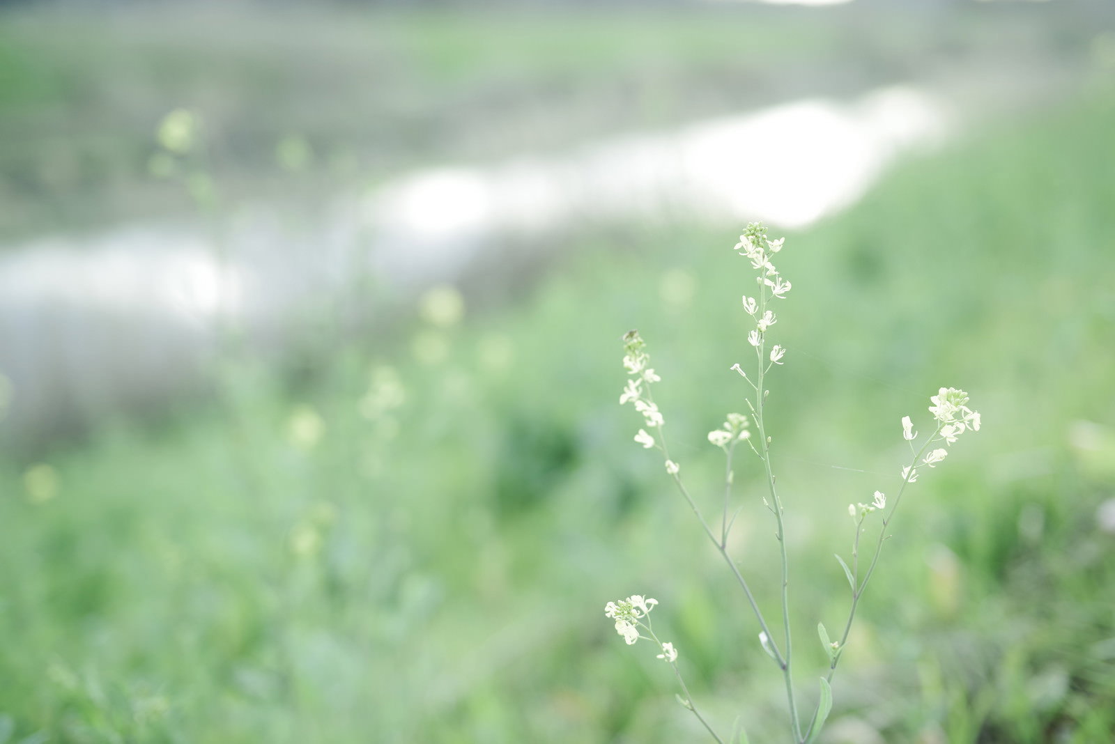 河川敷の緑の草むらに咲く白い小さな花