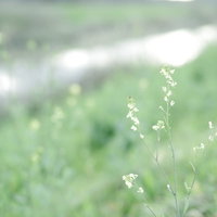 河川敷の雑草に咲いた淡い色合いの小さな花の写真