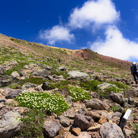 高山植物が咲く火山の登山道を歩く登山者（大雪山旭岳）の写真