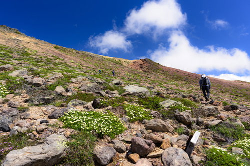 高山植物が咲く火山の登山道を歩く登山者（大雪山旭岳）