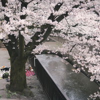 川沿いの遊歩道に咲く満開の桜の木と花見風景の写真