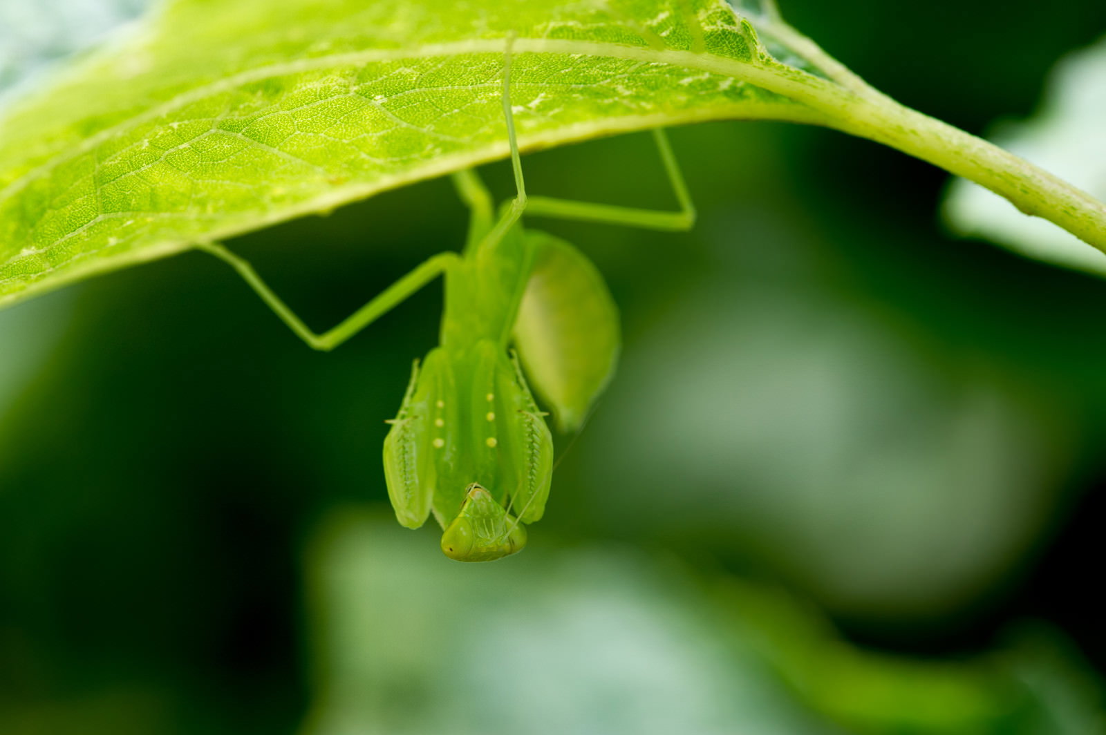 緑の葉の裏側に身を隠すハラビロカマキリ