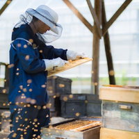 防護服を着たミツバチに囲まれながら作業する養蜂家の写真