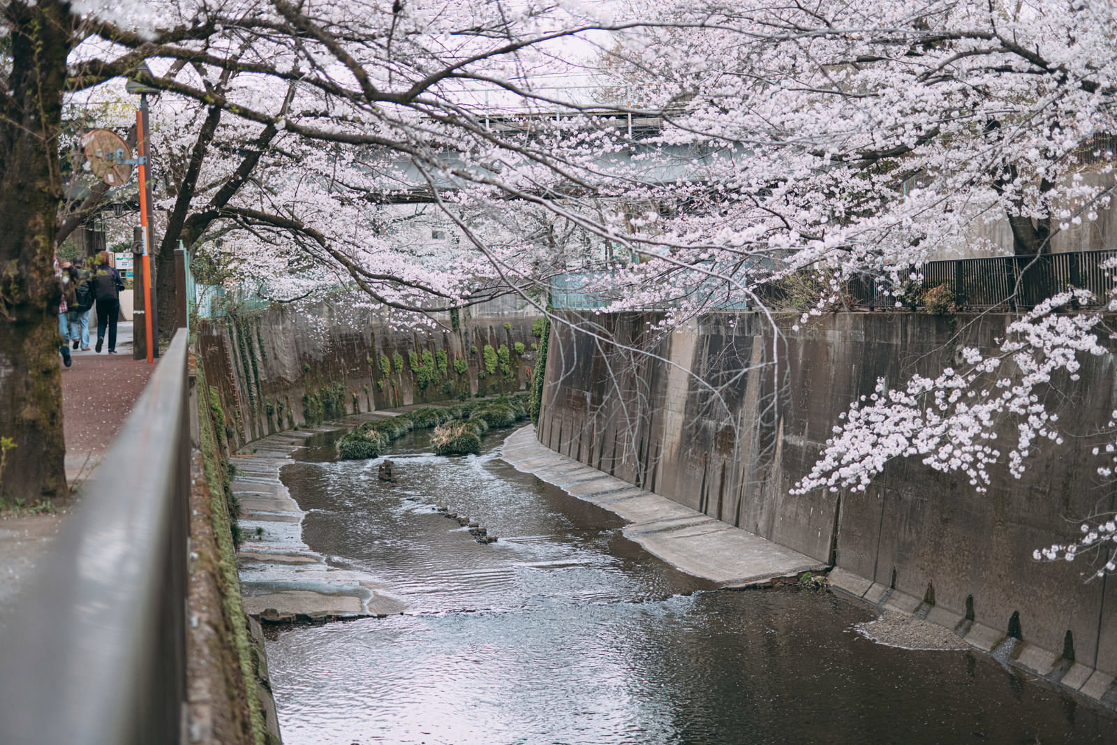 Spring Arrives at Shakujii River Free Stock Photo from Japan - PAKUTASO