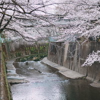 石神井川の桜並木に春の訪れ：満開の桜が彩る板橋の河川風景の写真