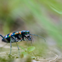 緑の地面を歩く青緑色のハンミョウの接写撮影の写真