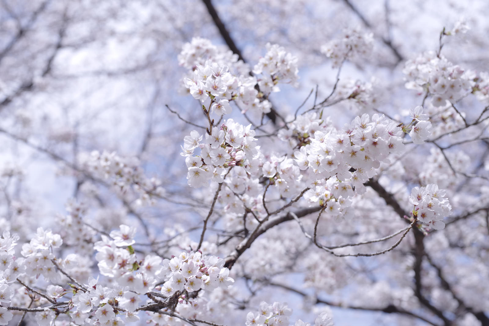 青空を背景に満開に咲く白いソメイヨシノの花