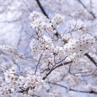 青空に満開の真っ白なソメイヨシノの花が咲き誇る春景色の写真