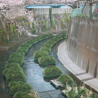 石神井川の満開の桜と東橋の写真