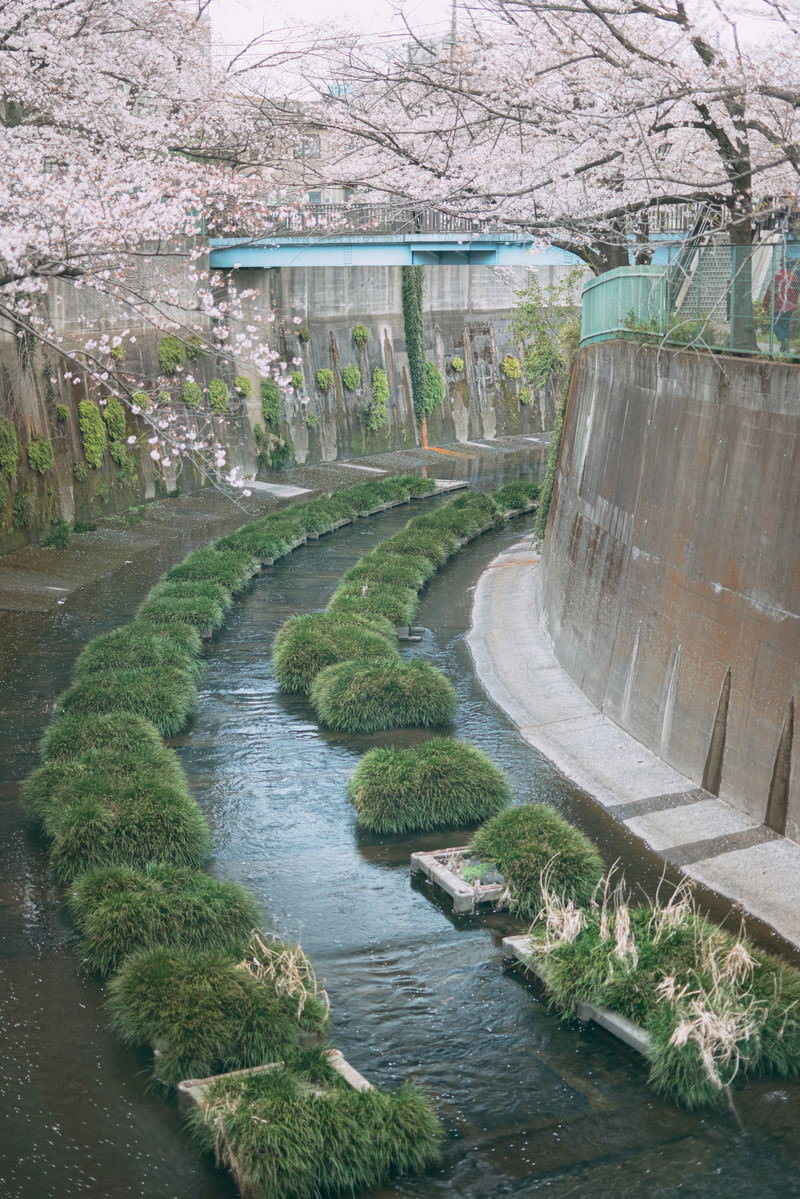 石神井川沿いの満開の桜並木と奥に見える東橋の風景