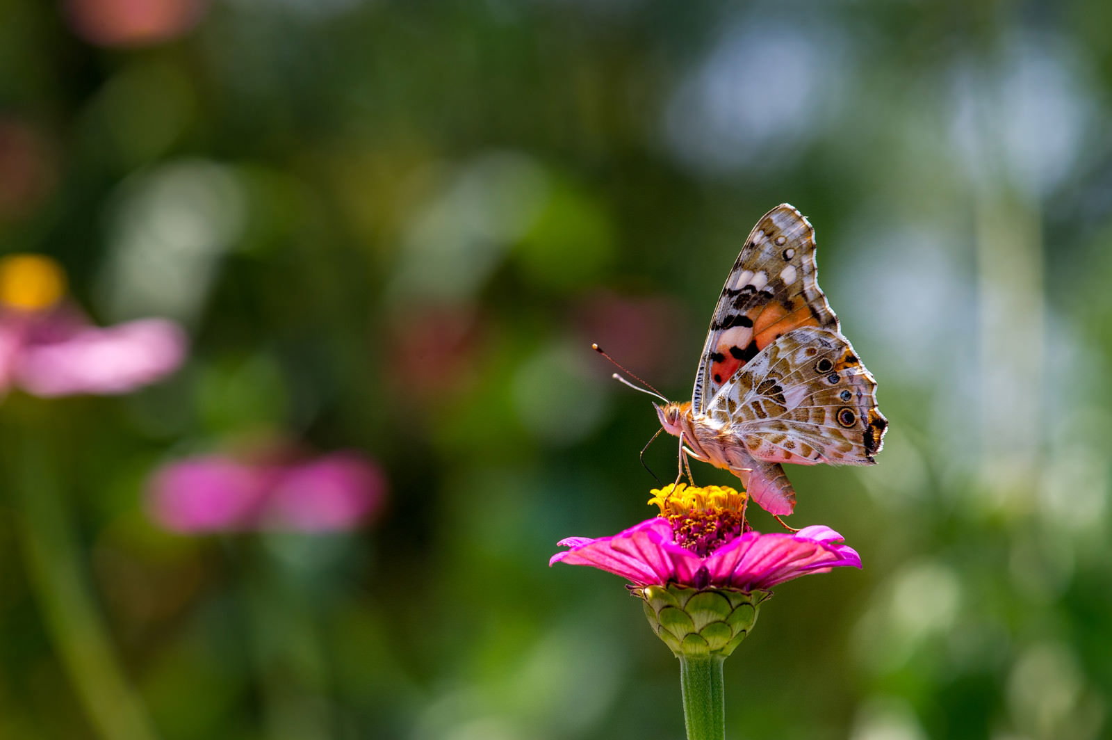 ピンクの花の蜜を吸うオレンジと黒の模様が美しいヒメアカタテハ