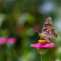ピンクの花の蜜を吸うヒメアカタテハの採蜜行動の写真