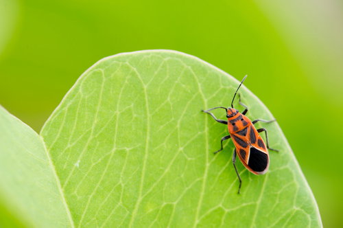 赤と黒の模様が鮮やかなヒメマダラナガカメムシ