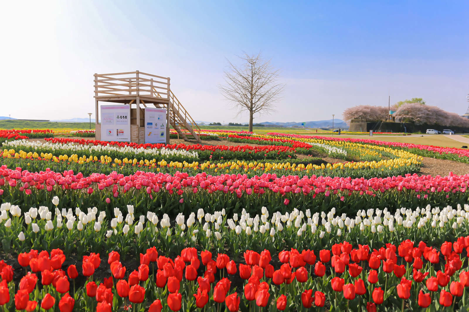 赤と白のチューリップが満開に咲く花壇と観覧席のある風景