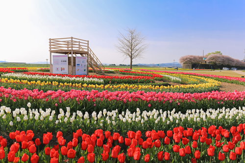 直方市の満開のチューリップフェア、赤と白の花壇