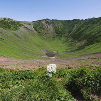 後志羊蹄山の父釜跡に咲くシシウドの白い花の写真