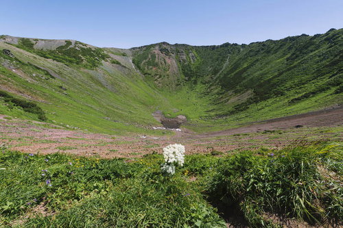 後志羊蹄山の父釜跡に咲くシシウドの白い花