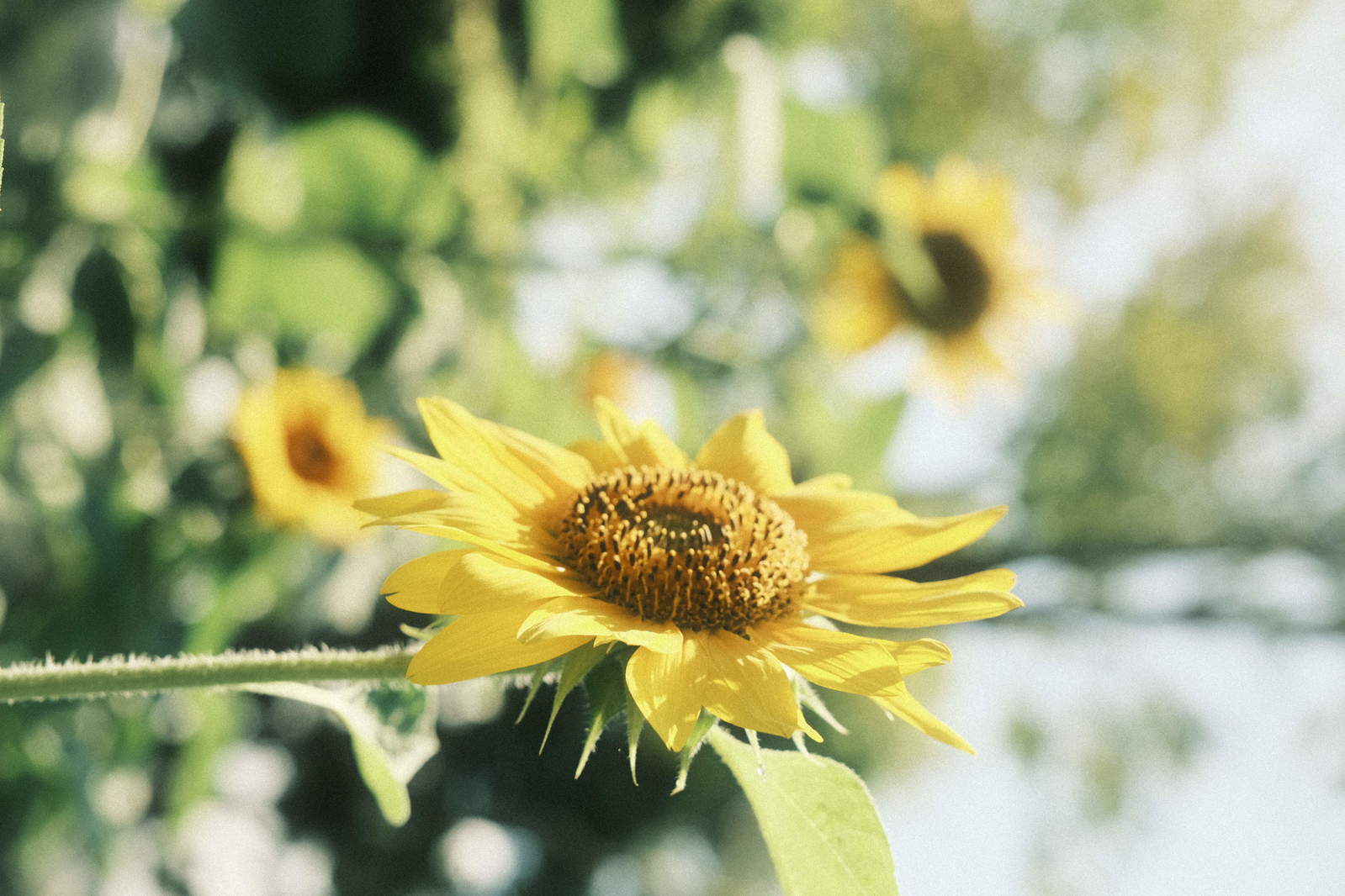 背景に緑がぼけた中で大きく咲いているひまわりの花