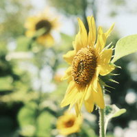 ひまわりサンサン、夏の向日葵が満開に咲くの写真