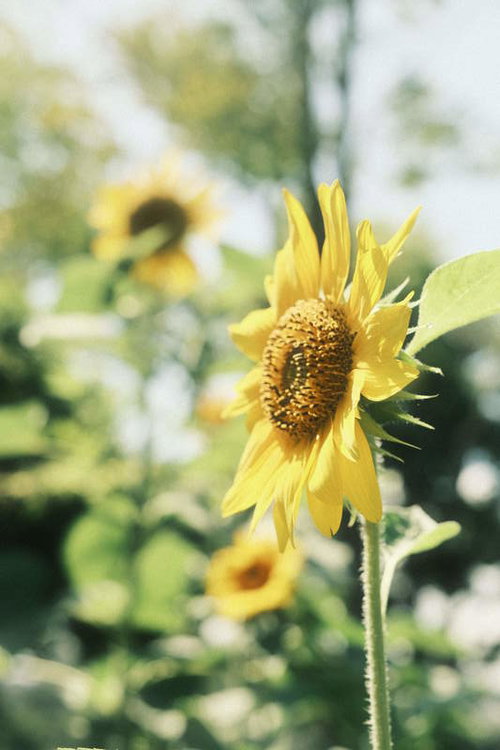 ひまわりサンサン、夏の向日葵が満開に咲く