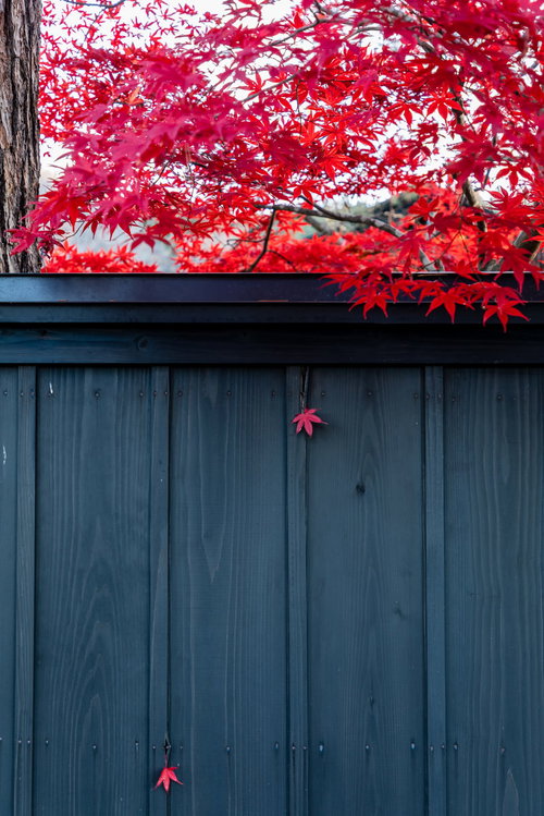黒塀に付いた赤いもみじと散る落ち葉の秋風情