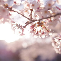 逆光に輝く満開のソメイヨシノの桜の写真