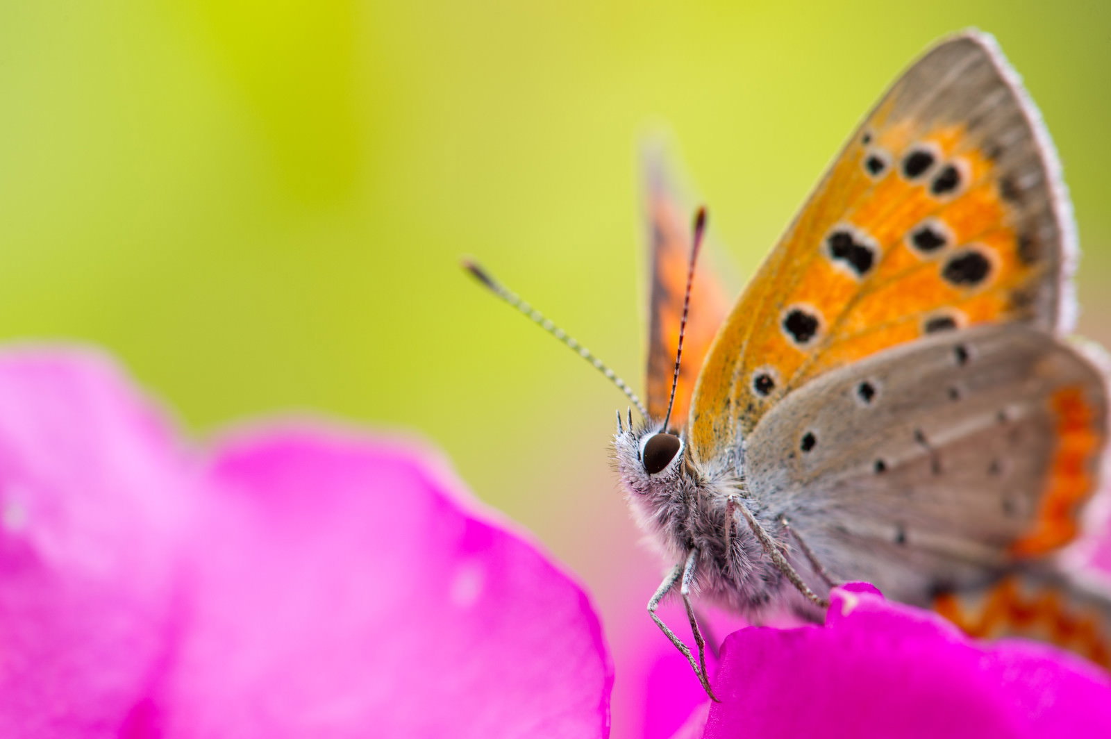 ピンクの花に止まるオレンジ色の翅を持つベニシジミ