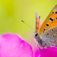ピンク色の花に止まるベニシジミの蝶の翅と触角の写真