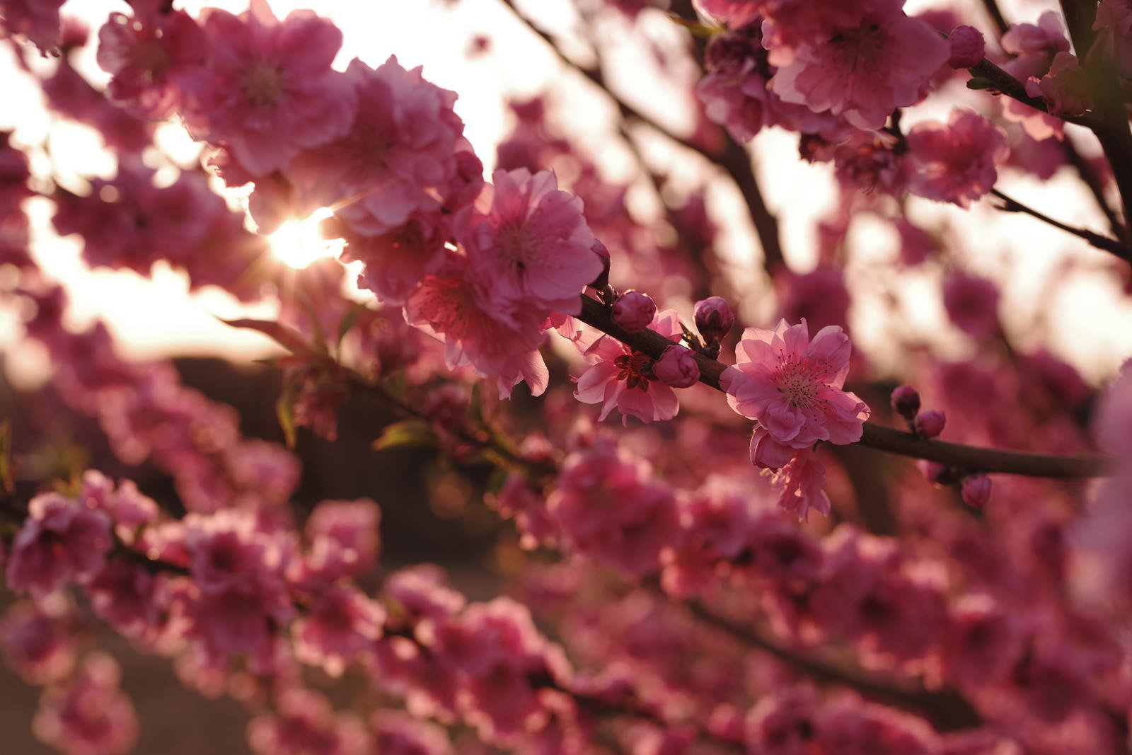 陽光に照らされてピンク色に輝く梅の花が枝に咲いている様子