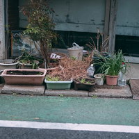 玄関に放置された枯れた鉢植え - 植物管理の失敗例の写真