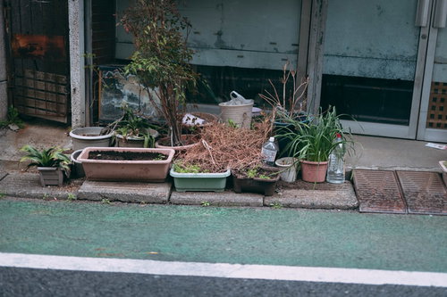 玄関に放置された枯れた鉢植え - 植物管理の失敗例