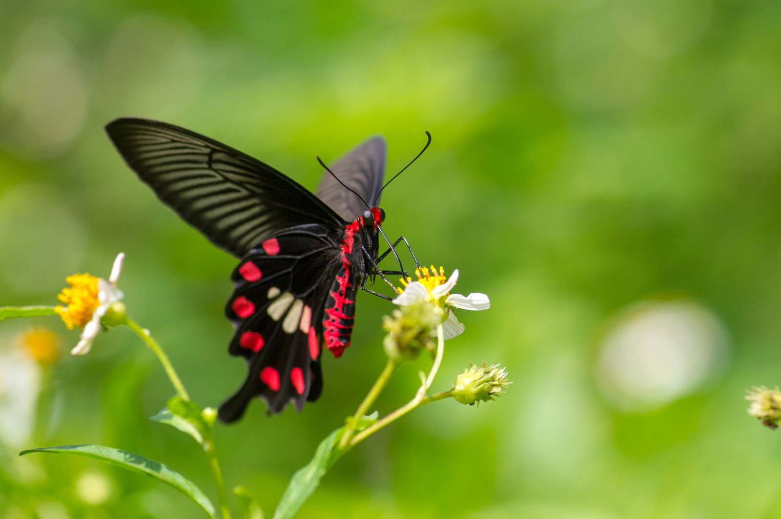 緑の背景に小さな白い花の蜜を吸う黒と赤の模様のベニモンアゲハ