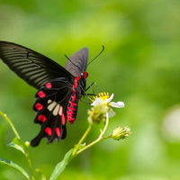 白い花の蜜を吸う黒い翅のベニモンアゲハ蝶の写真