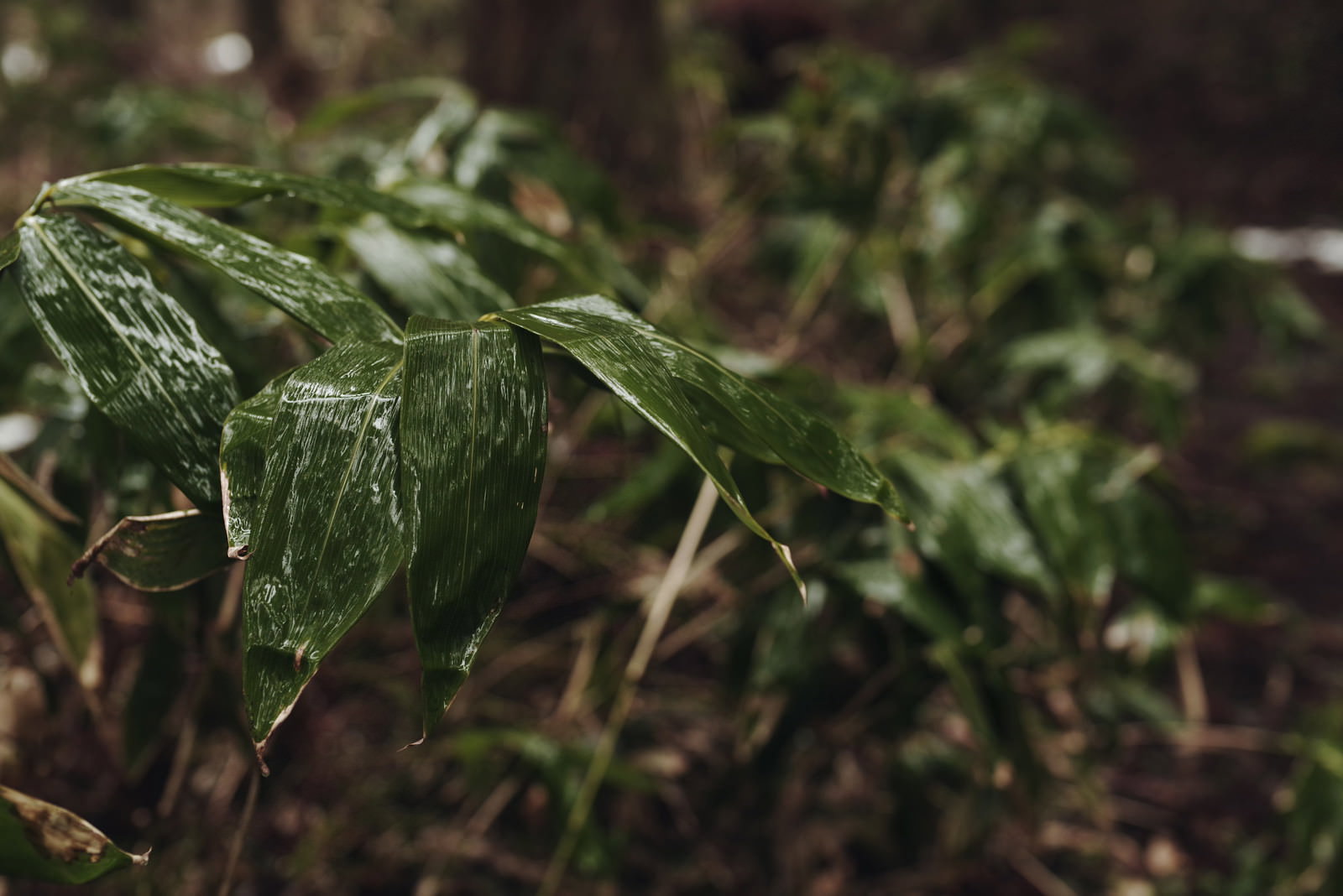 雨上がりの笹の葉に水滴が付着している様子