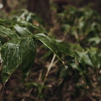 雨上がりに濡れる笹の葉、水滴がきらめく瞬間の写真