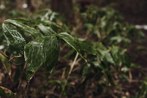 雨上がりに濡れる笹の葉、水滴がきらめく瞬間